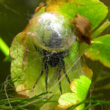 Подводный воздушный колокол паука-серебрянки
