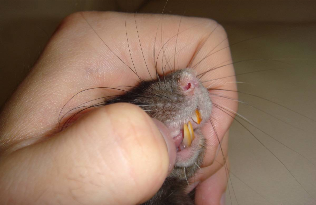 Укус крысы