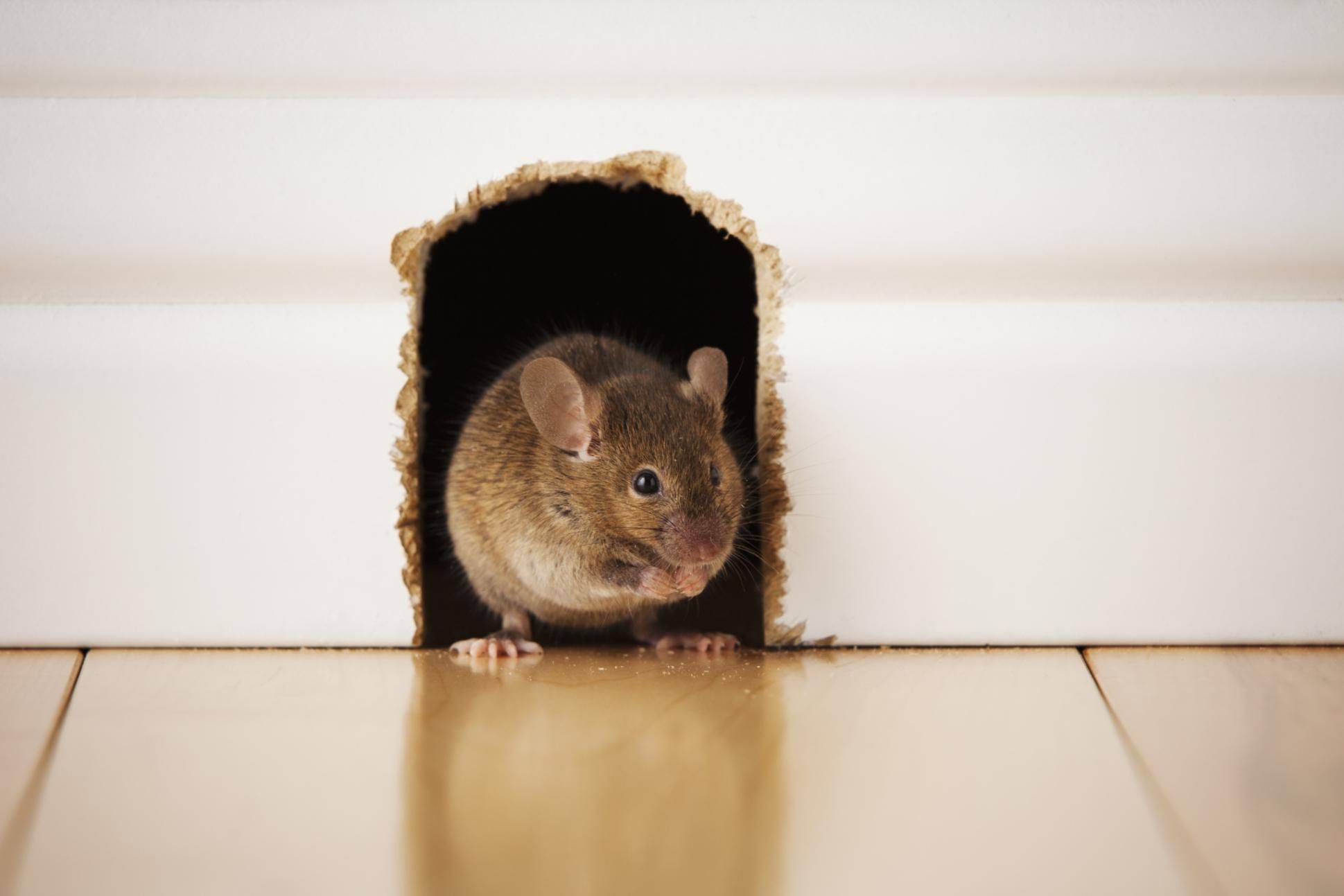 Как избавиться от запаха мышей в доме?