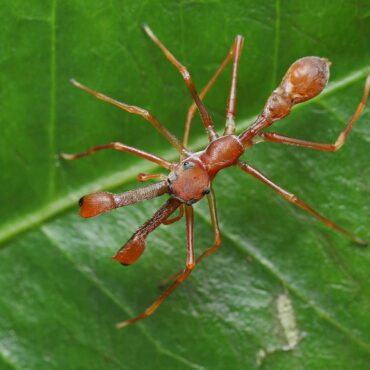 Муравьиный паук-скакун (Myrmarachne plataleoides)