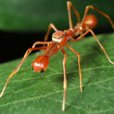 Муравьиный паук-скакун (Myrmarachne plataleoides)