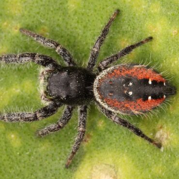 Красноспинный паук-скакун (Phidippus johnsoni)