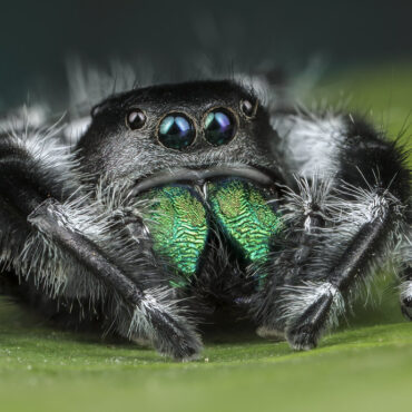 Королевский паук-скакун (Phidippus regius)