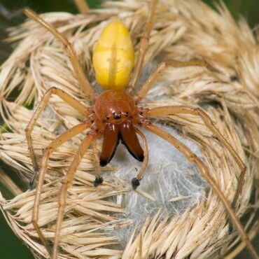 Желтый паук сак (Cheiracanthium punctorium)