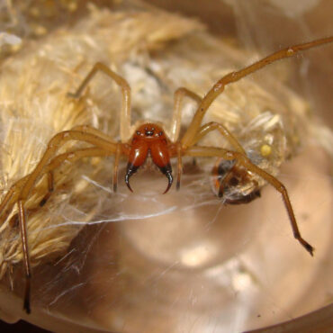 Желтосумный колющий паук или желтый паук сак