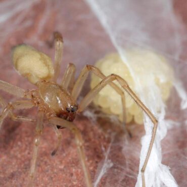 Желтый паук сак (хейракантиум), размножение