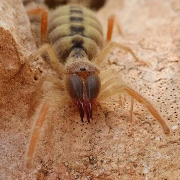 Верблюжий паук или ветряной скорпион (Solifugae)