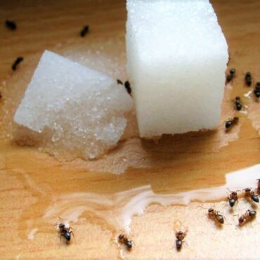 Средства против муравьев в доме