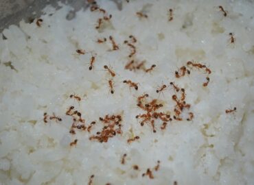 Как избавиться от муравьев в доме? Химические средства