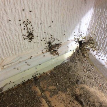 Средства от черных муравьев в доме