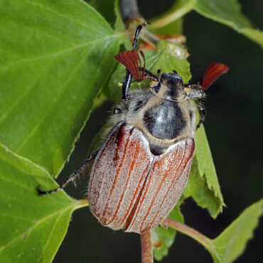 Майский жук восточный, хрущ майский восточный или дикокаштановый хрущ (Melolontha hippocastani)