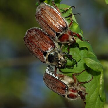 Майский жук восточный или хрущ майский восточный (Melolontha hippocastani)