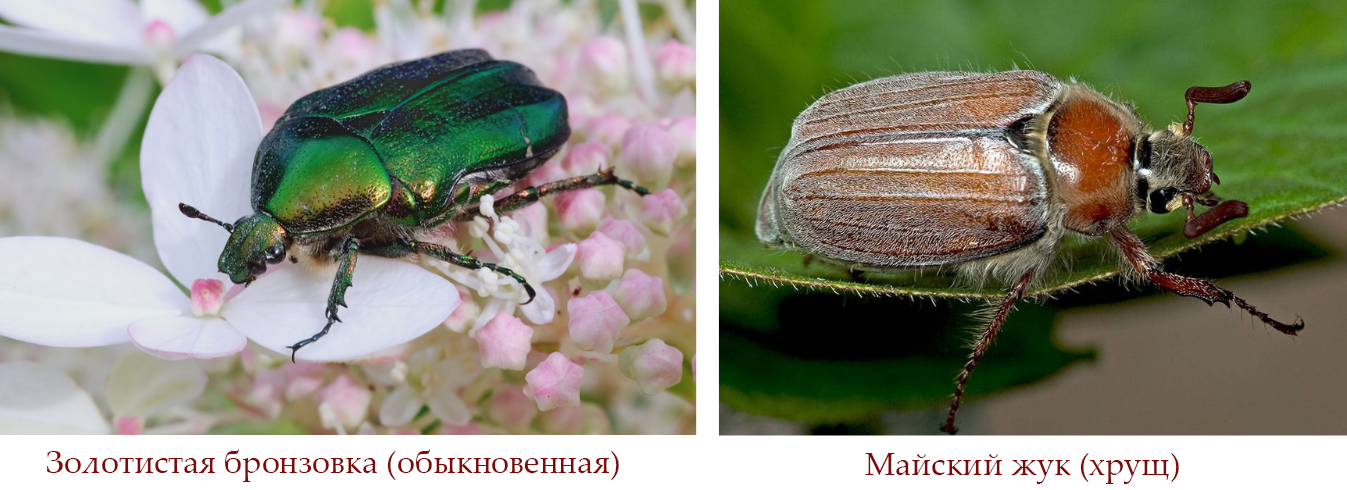 Чем отличается майский жук от бронзовки?