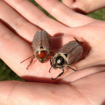 Майский жук или хрущ: самец и самка