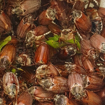 Ручной сбор майских жуков