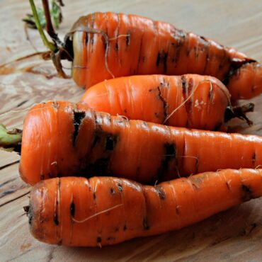 Морковь, поврежденная морковной мухой