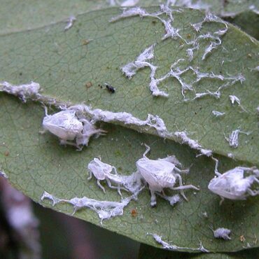 Цикадка белая (Metcalfa pruinosa)