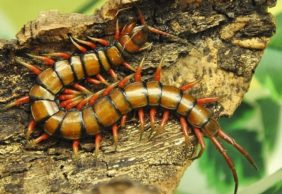 Домашние паразиты (насекомые): средства и способы борьбы